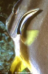 Batfish with   Cleaner wrasse .
Nikon 801s+60 macro-Ikel... by Alberto Romeo 